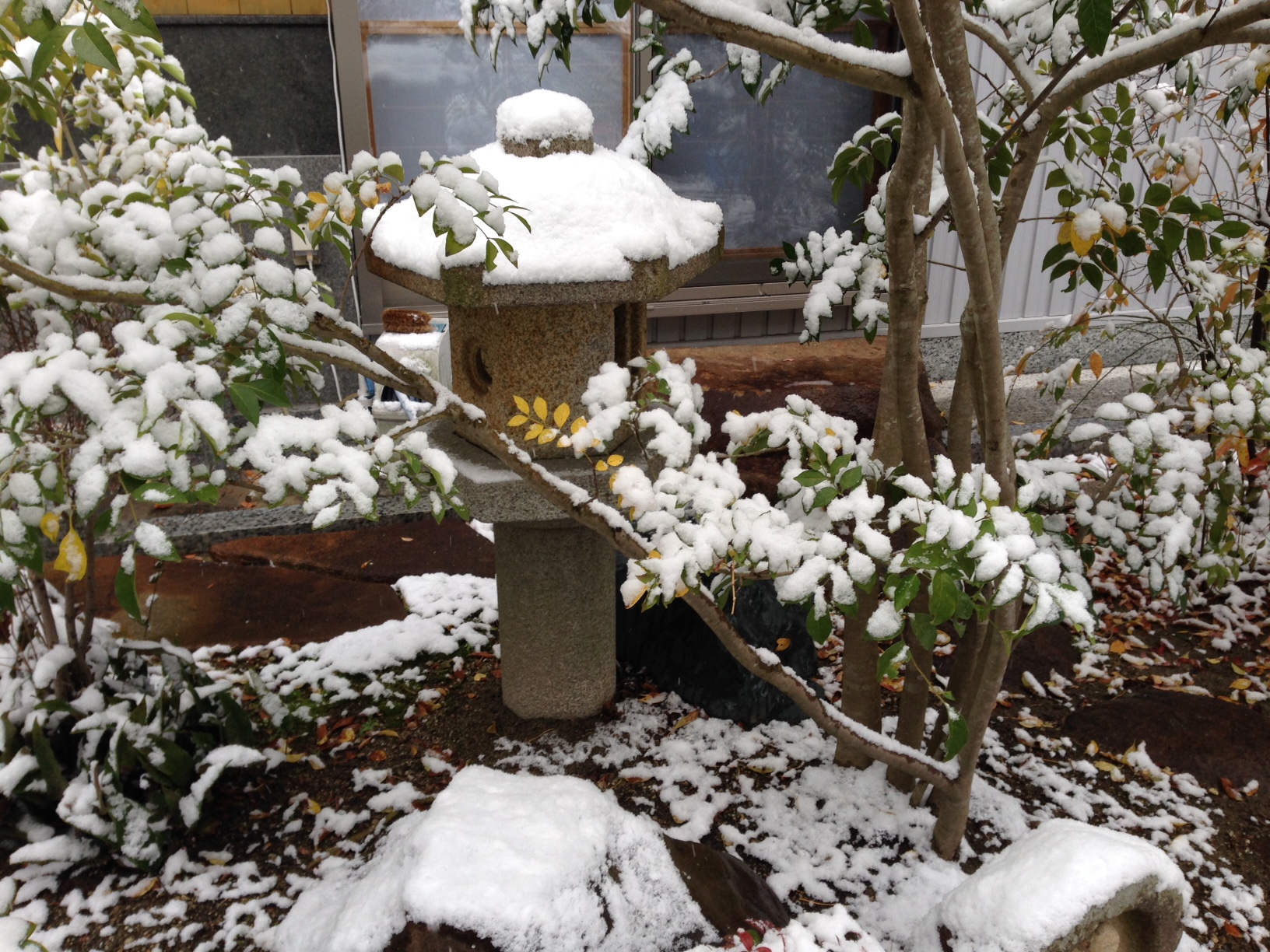 雪が降りました