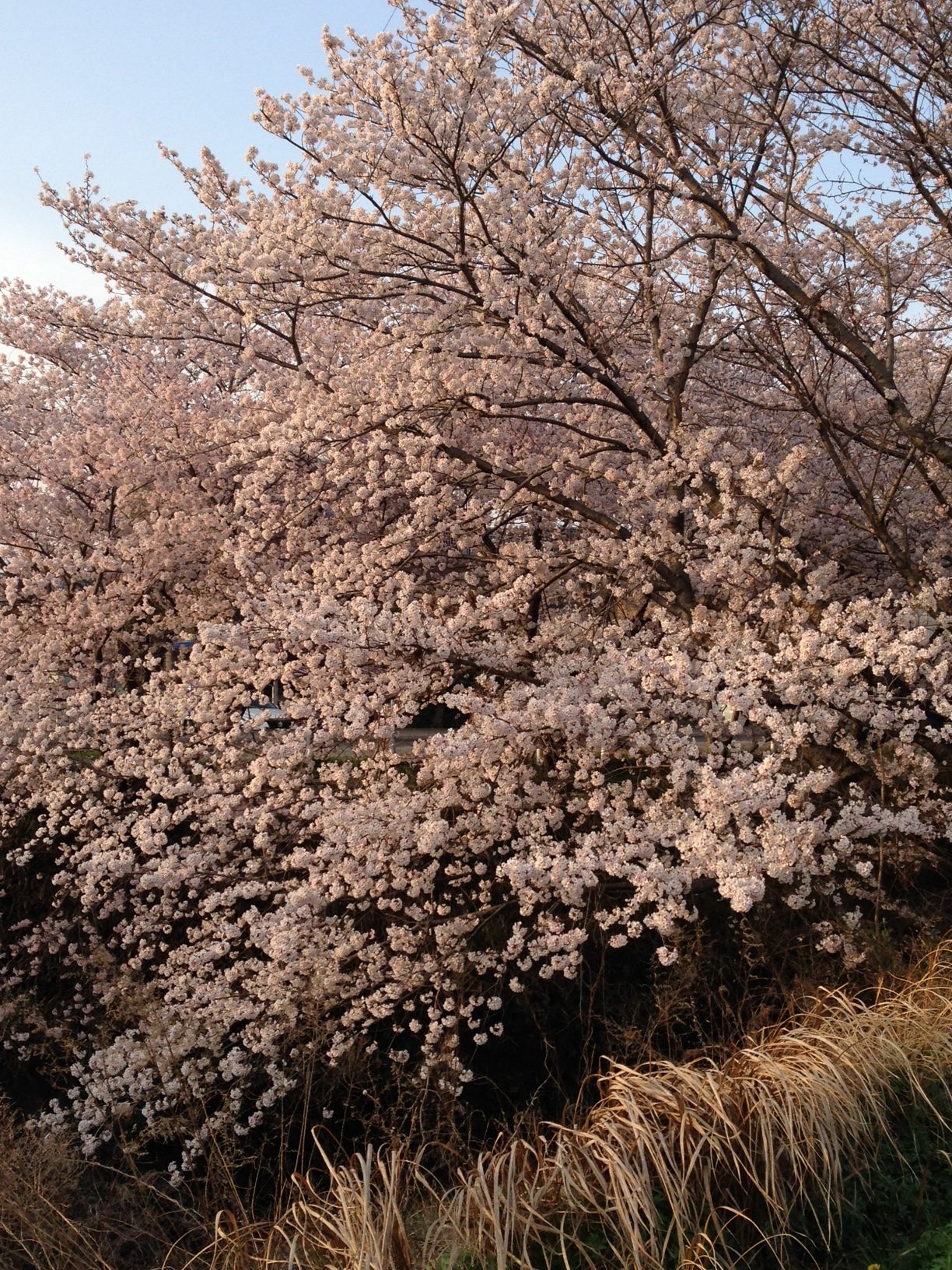 桜の季節