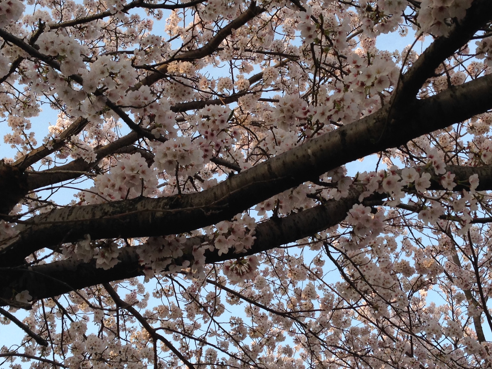 4月になりました